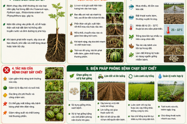 BỆNH CHẠY DÂY CHẾT TRÊN CÂY DƯA HẤU VÀ BIỆN PHÁP PHÒNG TRỊ