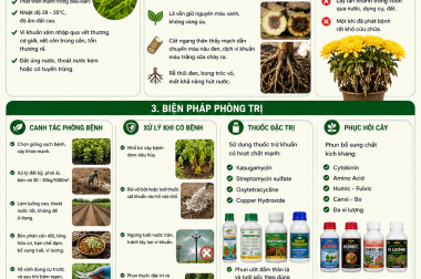 ĐẨY LÙI SÂU VẼ BÙA TRÊN CÂY TRỒNG