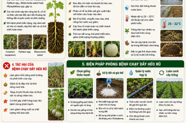 BỆNH CHẠY DÂY HÉO RŨ TRÊN CÂY DƯA LƯỚI VÀ BIỆN PHÁP PHÒNG TRỊ