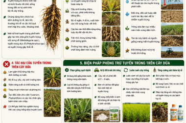 BIỆN PHÁP PHÒNG TRỪ BỆNH TUYẾN TRÙNG TRÊN CÂY DỨA