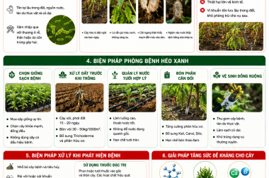 BIỆN PHÁP PHÒNG TRỊ BỆNH HÉO XANH TRÊN CÂY HOA MÀO GÀ
