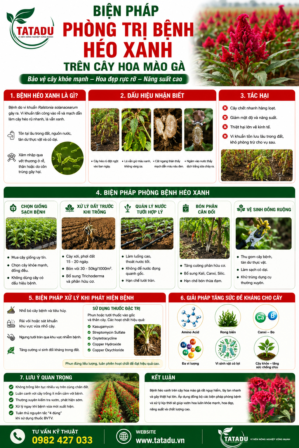 BIỆN PHÁP PHÒNG TRỊ BỆNH HÉO XANH TRÊN CÂY HOA MÀO GÀ BIỆN PHÁP PHÒNG TRỊ BỆNH HÉO XANH TRÊN CÂY HOA MÀO GÀ