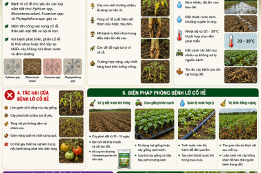 TRỊ BỆNH LỞ CỔ RỄ Ở CÂY CÀ CHUA