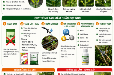 CÁCH TẠO MẦM CHẶN ĐỌT NON TRÊN CÂY CÓ MÚI