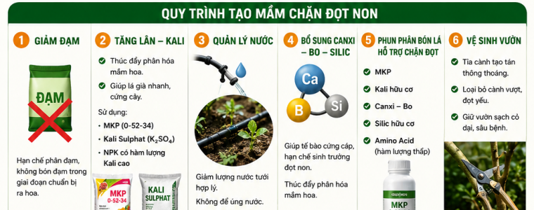 CÁCH TẠO MẦM CHẶN ĐỌT NON TRÊN CÂY CÓ MÚI