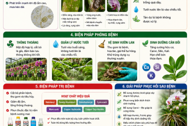 PHÒNG TRỪ BỆNH SƯƠNG MAI TRÊN CÂY HOA LAN
