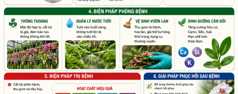 BỆNH SƯƠNG MAI TRÊN CÂY HOA LAN