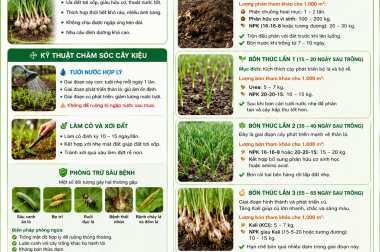CÁCH CHĂM SÓC VÀ ĐI PHÂN CHO CÂY KIỆU