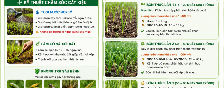 CÁCH CHĂM SÓC VÀ ĐI PHÂN CHO CÂY KIỆU