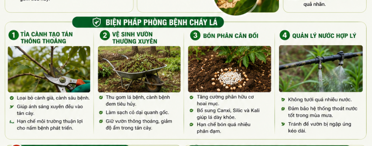 BỆNH CHÁY LÁ TRÊN CÂY NHÃN