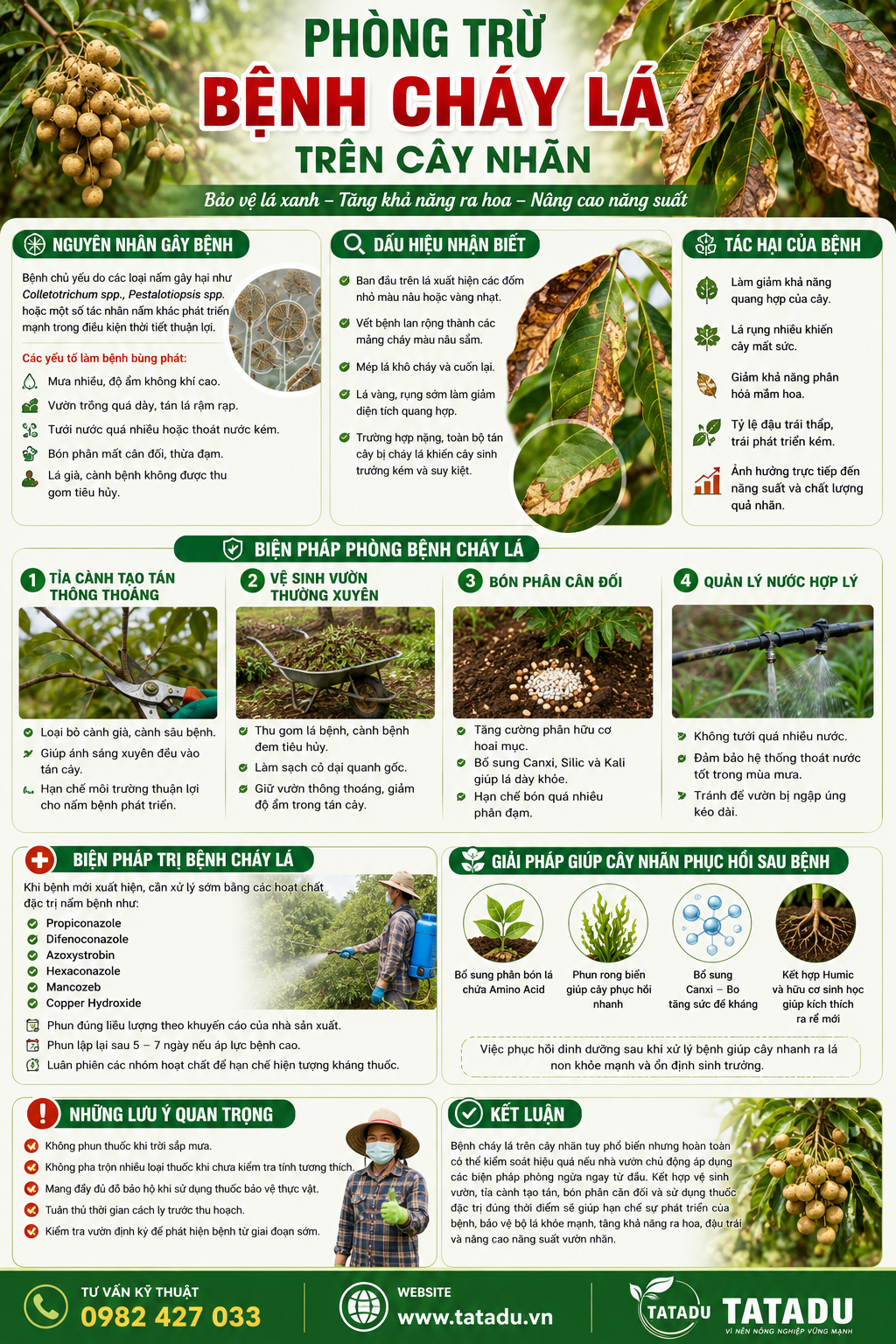 BỆNH CHÁY LÁ TRÊN CÂY NHÃN