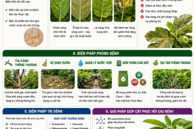 ĐẨY LÙI BỆNH RỈ SẮT TRÊN CÂY SUNG MỸ