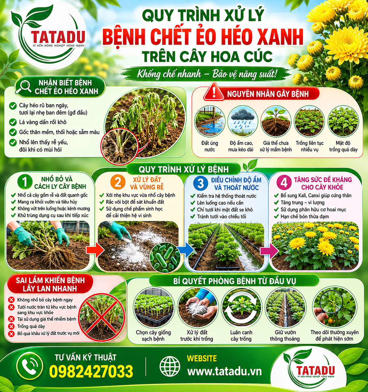 QUY TRÌNH XỬ LÝ BỆNH CHẾT ẺO HÉO XANH TRÊN CÂY HOA CÚC