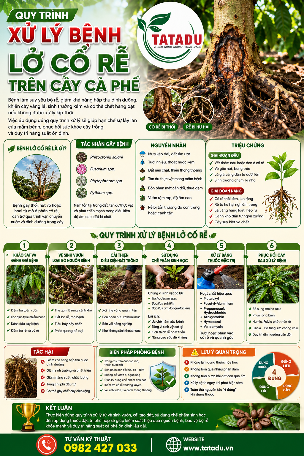 QUY TRÌNH XỬ LÝ BỆNH LỞ CỔ RỄ TRÊN CÂY CÀ PHÊ QUY TRÌNH XỬ LÝ BỆNH LỞ CỔ RỄ TRÊN CÂY CÀ PHÊ