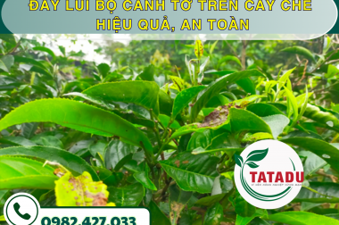 ĐẨY LÙI BỌ CÁNH TƠ TRÊN CÂY CHÈ HIỆU QUẢ, AN TOÀN
