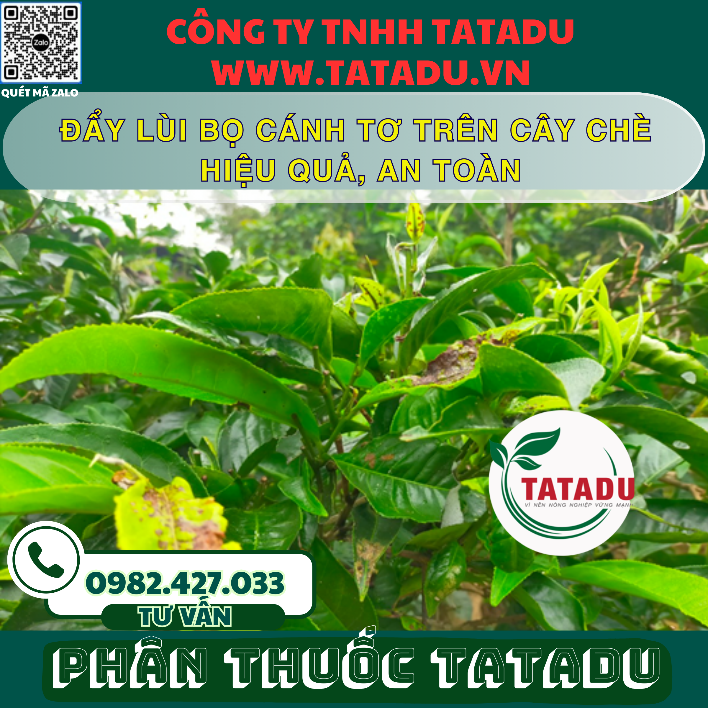 DAY LUI BO CANH TO TREN CAY CHE HIEU QUA AN TOAN