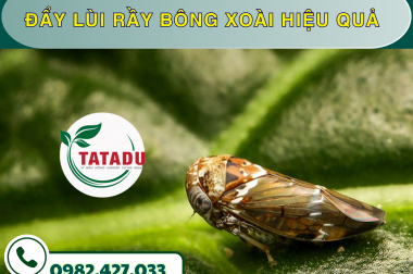 ĐẨY LÙI RẦY BÔNG XOÀI HIỆU QUẢ
