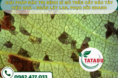 GIẢI PHÁP ĐẶC TRỊ BỆNH XÌ MỦ TRÊN CÂY DÂU TÂY HIỆU QUẢ – NGĂN LÂY LAN, PHỤC HỒI NHANH