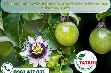 GIẢI PHÁP NGĂN NGỪA RỤNG TRÁI NON VÀ KÍCH THÍCH RA HOA TRÊN CHANH DÂY
