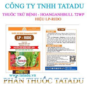 HOANGANHBULL 72WP