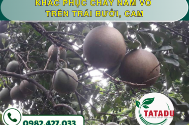 KHẮC PHỤC CHÁY NÁM VỎ TRÊN TRÁI BƯỞI, CAM