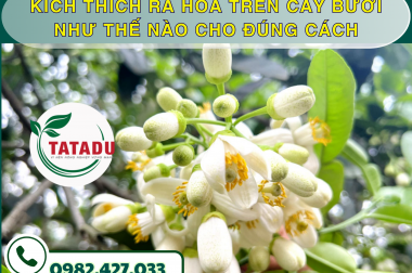 KÍCH THÍCH RA HOA TRÊN CÂY BƯỞI NHƯ THẾ NÀO CHO ĐÚNG CÁCH
