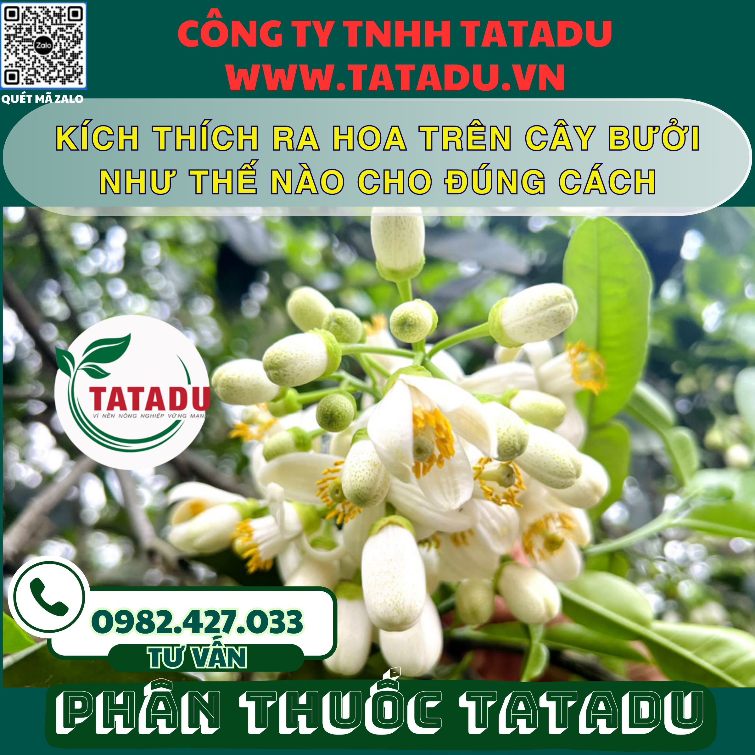 KICH THICH RA HOA TREN CAY BUOI NHU THE NAO CHO DUNG CACH