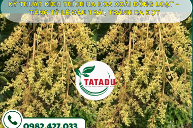 KỸ THUẬT KÍCH THÍCH RA HOA XOÀI ĐỒNG LOẠT – TĂNG TỶ LỆ ĐẬU TRÁI, TRÁNH RA ĐỌT