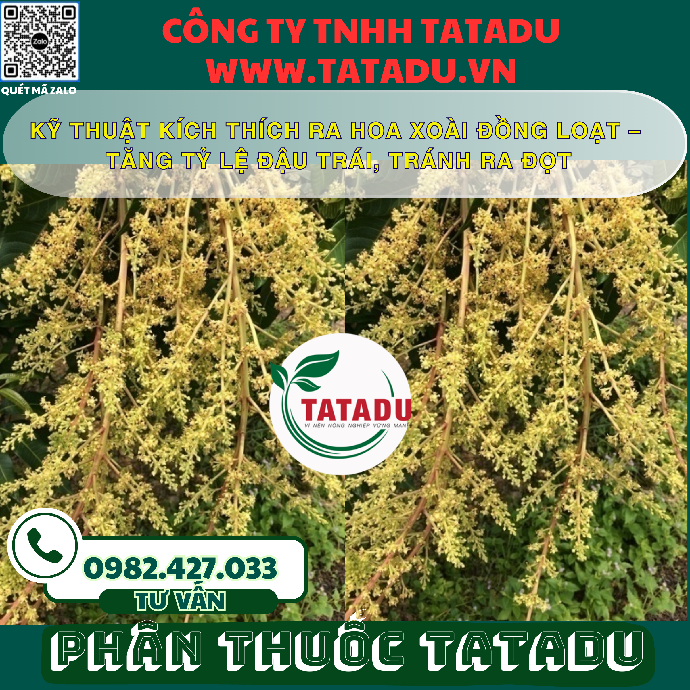 KY THUAT KICH THICH RA HOA XOAI DONG LOAT – TANG TY LE DAU TRAI TRANH RA DOT