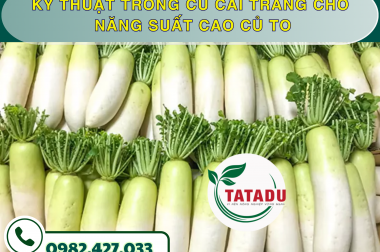 KỸ THUẬT TRỒNG CỦ CẢI TRẮNG CHO NĂNG SUẤT CAO CỦ TO