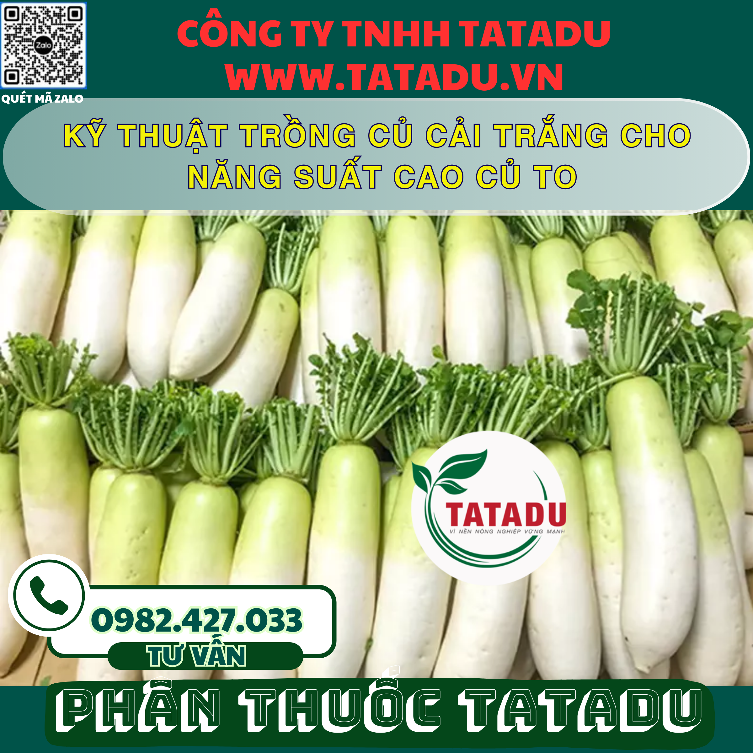 KY THUAT TRONG CU CAI TRANG CHO NANG SUAT CAO CU TO KY THUAT TRONG CU CAI TRANG CHO NANG SUAT CAO CU TO