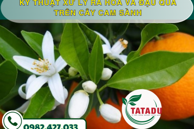 KỸ THUẬT XỬ LÝ RA HOA VÀ ĐẬU QUẢ TRÊN CÂY CAM SÀNH