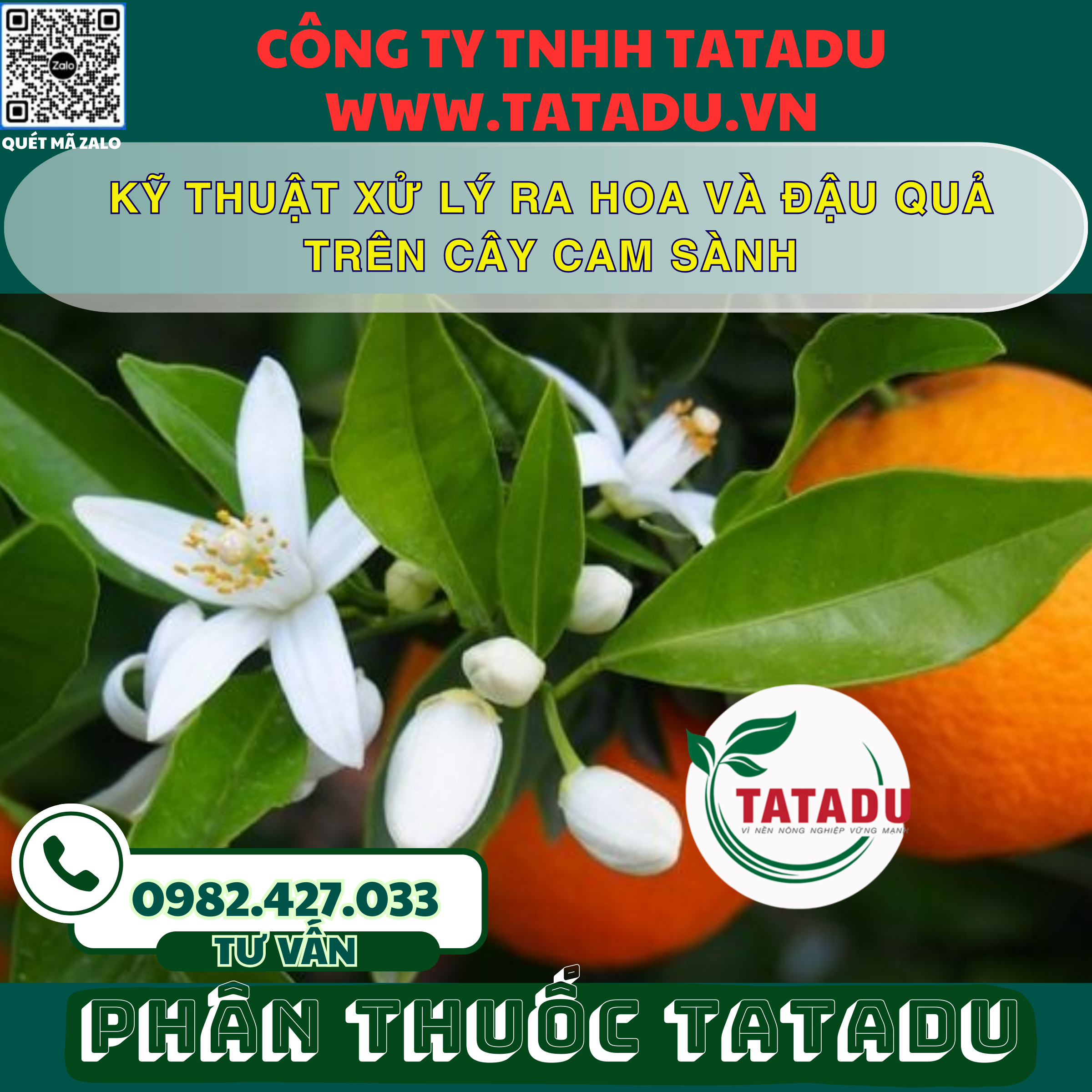 KY THUAT XU LY RA HOA VA DAU QUA TREN CAY CAM SANH