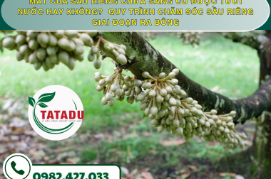 MẮT CUA SẦU RIÊNG CHƯA SÁNG CÓ ĐƯỢC TƯỚI NƯỚC HAY KHÔNG?  QUY TRÌNH CHĂM SÓC SẦU RIÊNG GIAI ĐOẠN RA BÔNG