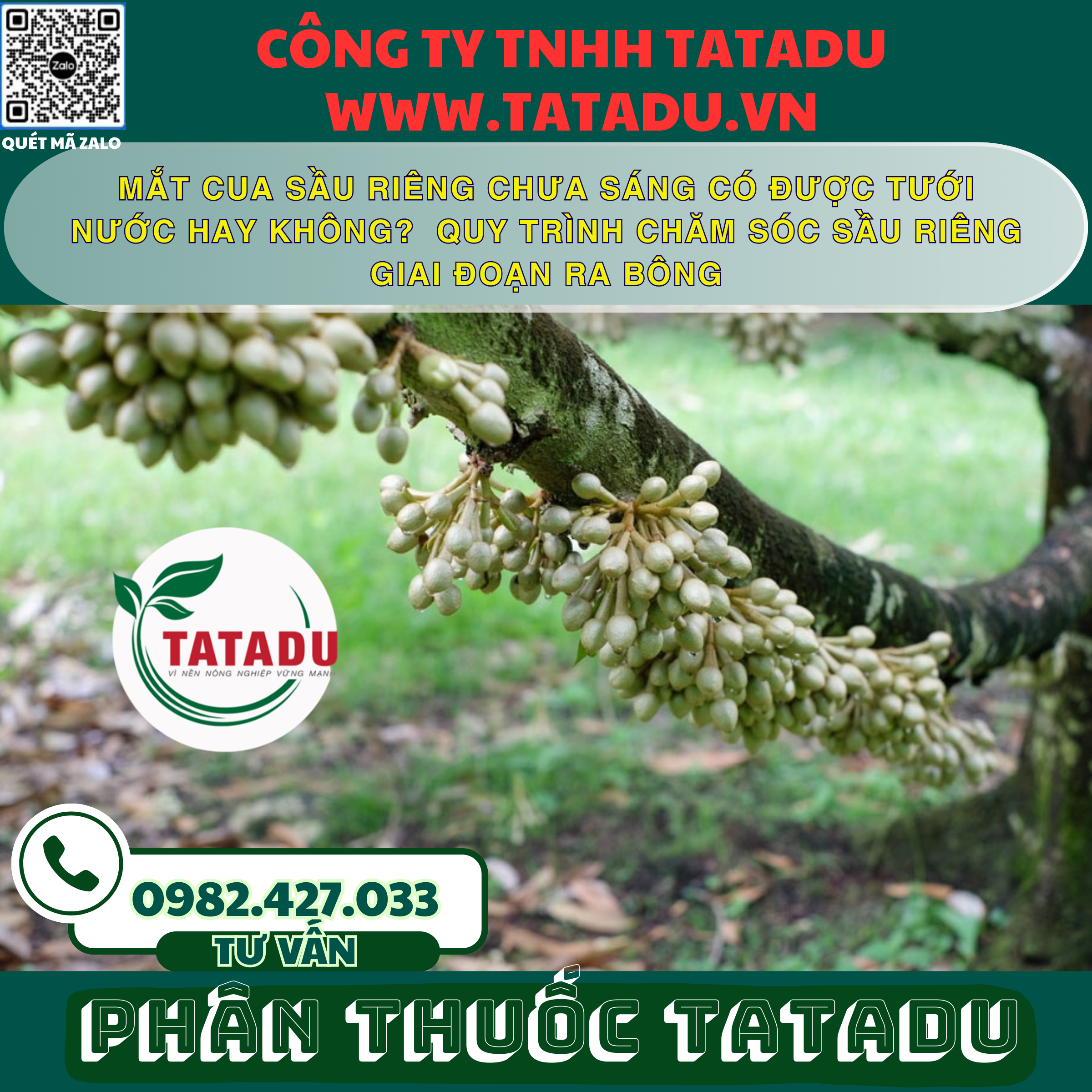 MAT CUA SAU RIENG CHUA SANG CO DUOC TUOI NUOC HAY KHONG QUY TRINH CHAM SOC SAU RIENG GIAI DOAN RA BONG MAT CUA SAU RIENG CHUA SANG CO DUOC TUOI NUOC HAY KHONG QUY TRINH CHAM SOC SAU RIENG GIAI DOAN RA BONG