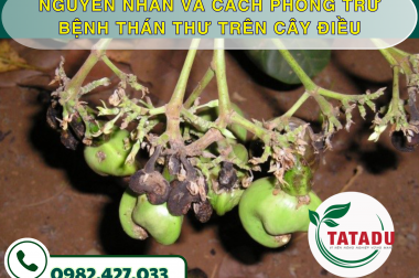 NGUYÊN NHÂN VÀ CÁCH PHÒNG TRỪ BỆNH THÁN THƯ TRÊN CÂY ĐIỀU