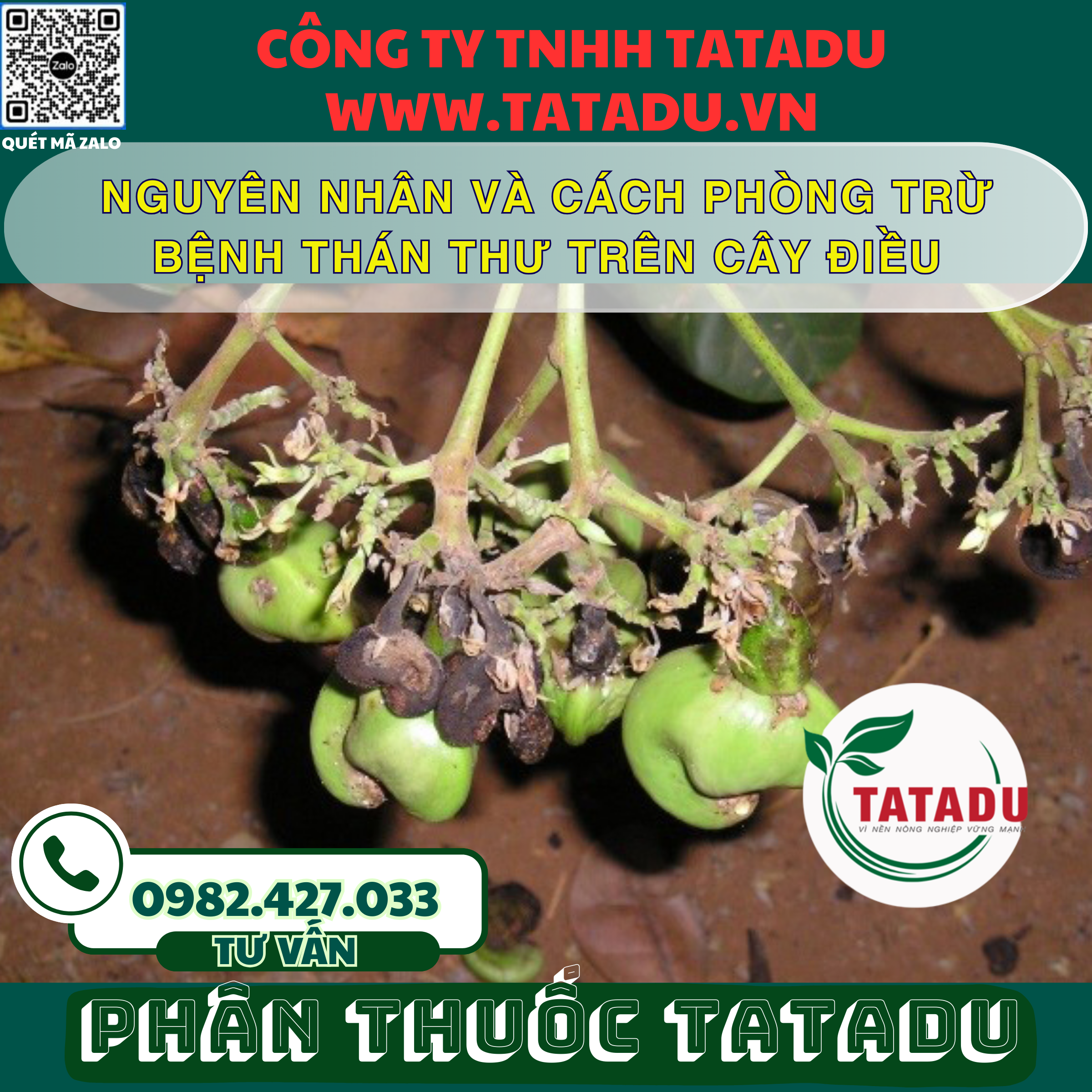 NGUYEN NHAN VA CACH PHONG TRU BENH THAN THU TREN CAY DIEU NGUYEN NHAN VA CACH PHONG TRU BENH THAN THU TREN CAY DIEU