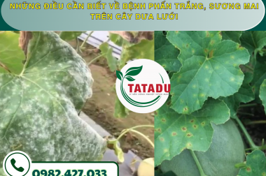 NHỮNG ĐIỀU CẦN BIẾT VỀ BỆNH PHẤN TRẮNG, SƯƠNG MAI TRÊN CÂY DƯA LƯỚI
