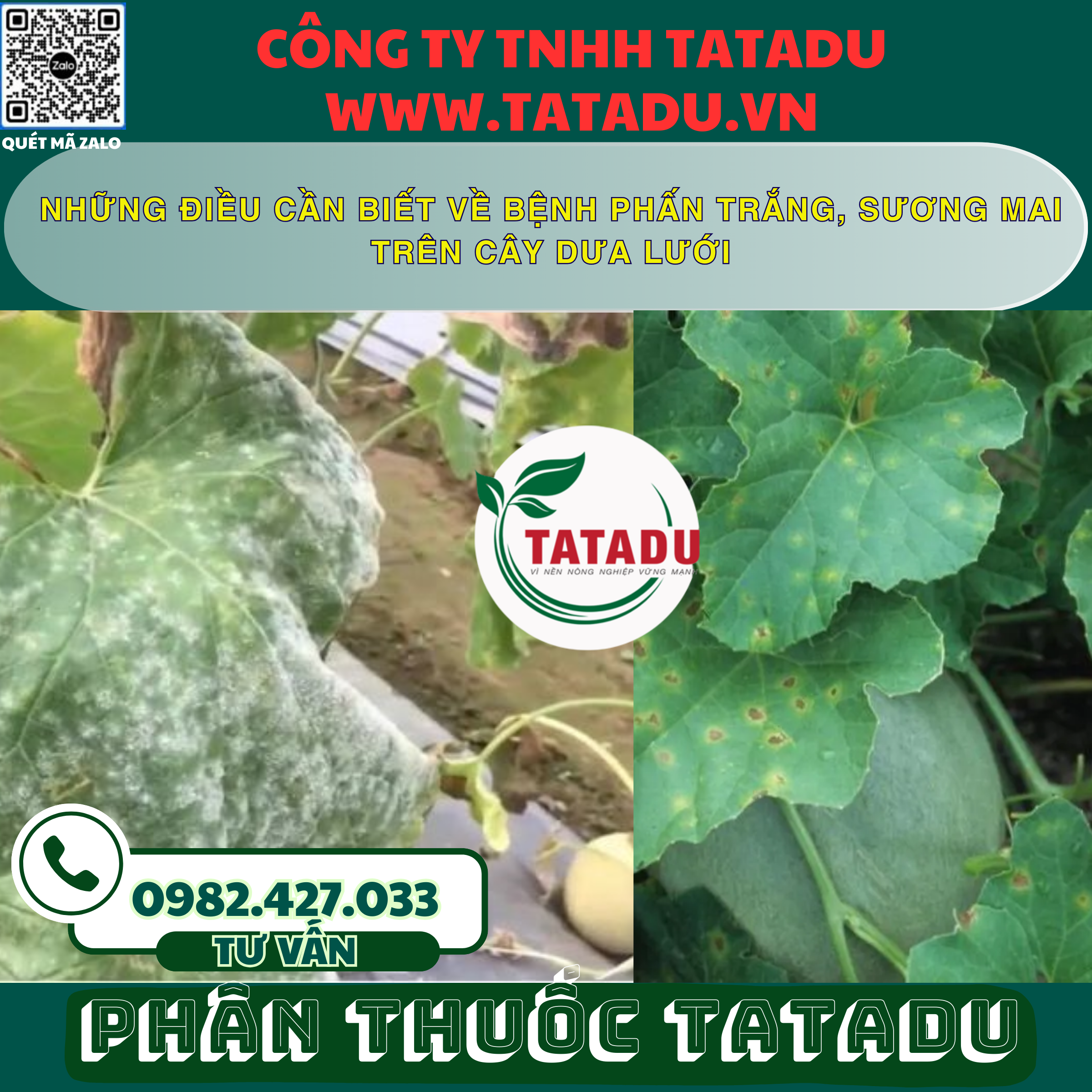 NHUNG DIEU CAN BIET VE BENH PHAN TRANG SUONG MAI TREN CAY DUA LUOI