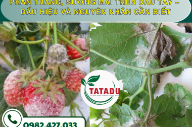 PHẤN TRẮNG, SƯƠNG MAI TRÊN DÂU TÂY – DẤU HIỆU VÀ NGUYÊN NHÂN CẦN BIẾT