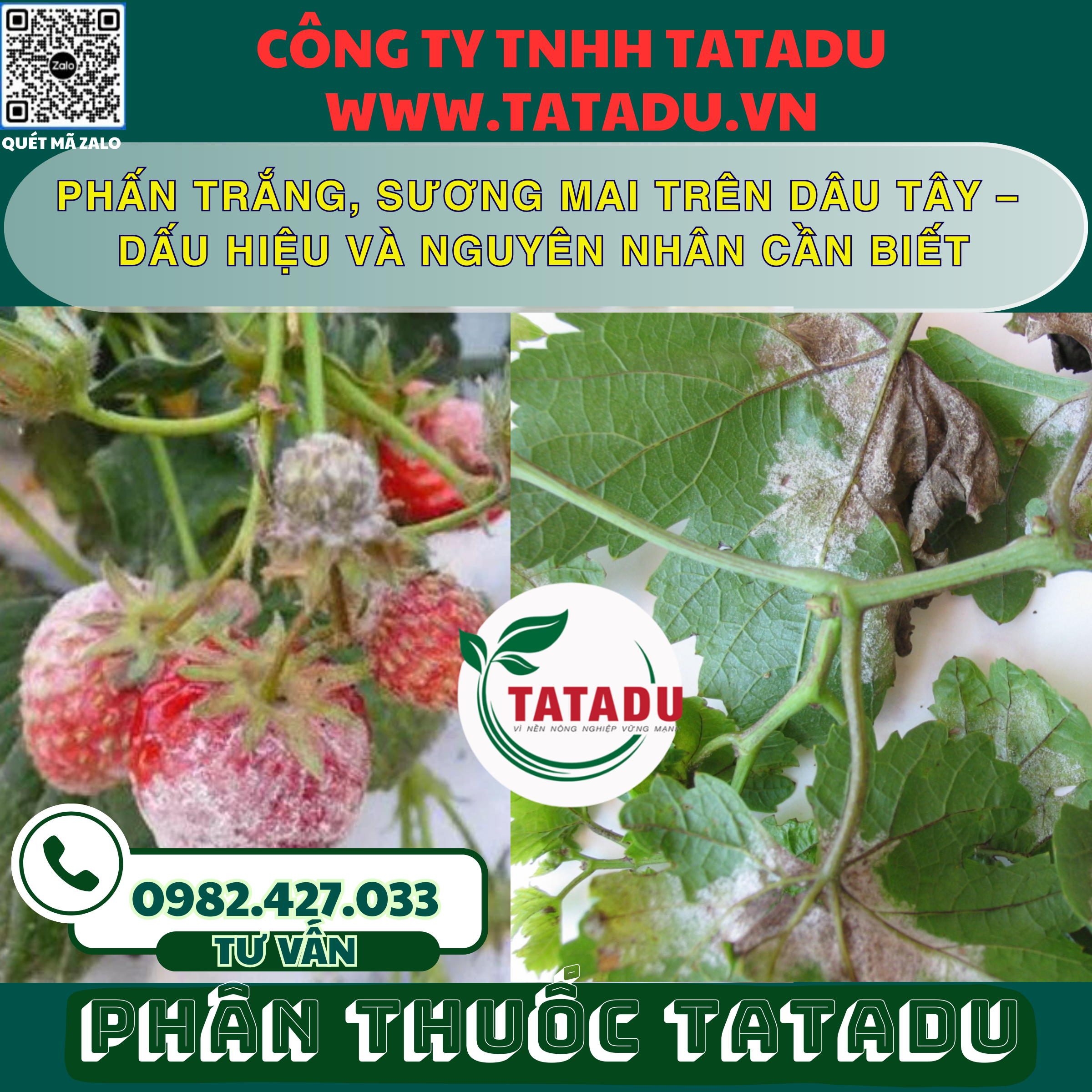 PHAN TRANG SUONG MAI TREN DAU TAY – DAU HIEU VA NGUYEN NHAN CAN BIET PHAN TRANG SUONG MAI TREN DAU TAY – DAU HIEU VA NGUYEN NHAN CAN BIET