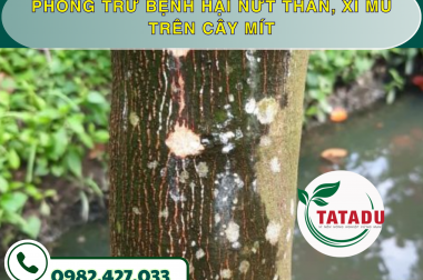 PHÒNG TRỪ BỆNH HẠI NỨT THÂN, XÌ MỦ TRÊN CÂY MÍT