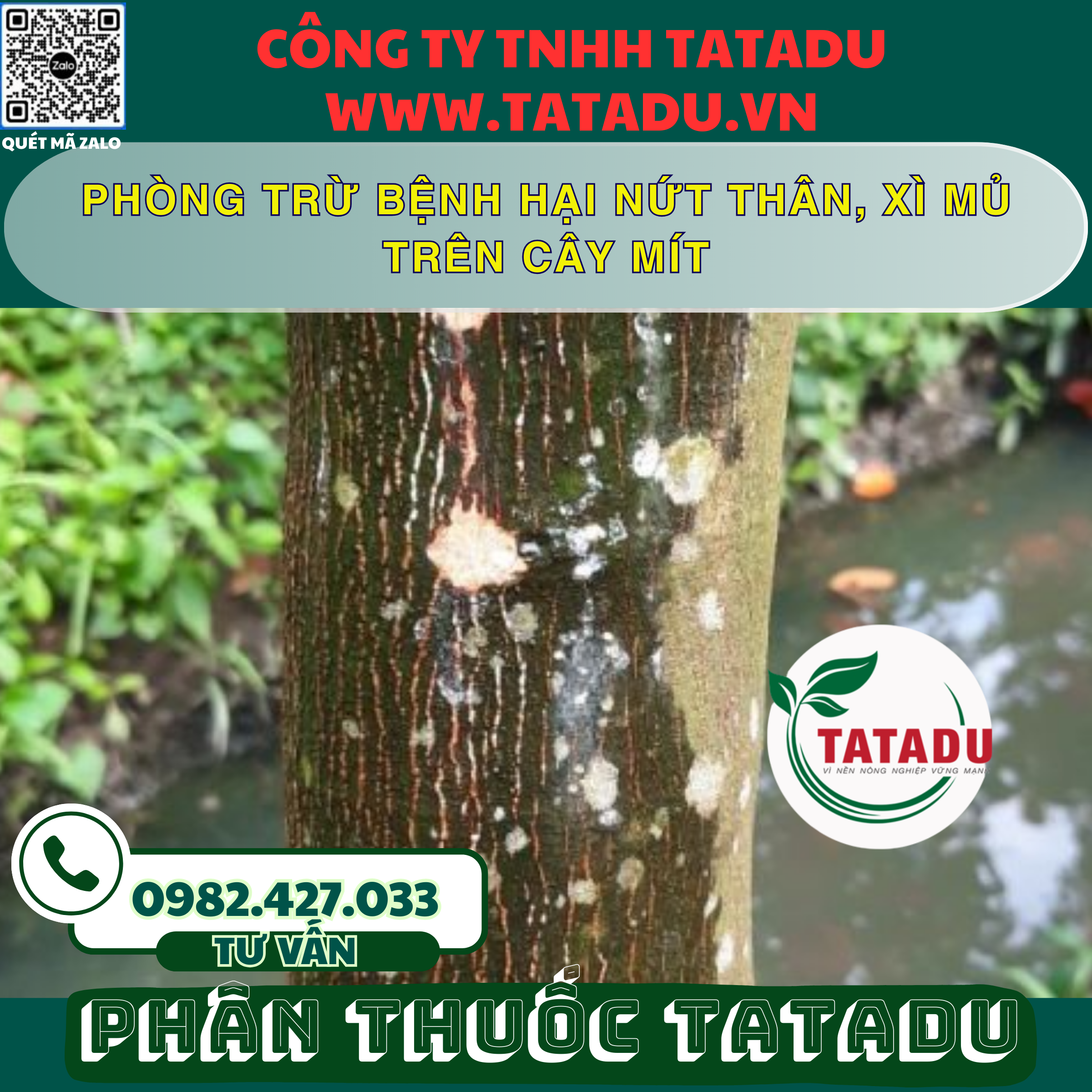 PHONG TRU BENH HAI NUT THAN XI MU TREN CAY MIT PHONG TRU BENH HAI NUT THAN XI MU TREN CAY MIT