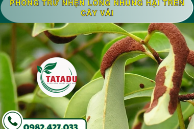 PHÒNG TRỪ NHỆN LÔNG NHUNG HẠI TRÊN CÂY VẢI