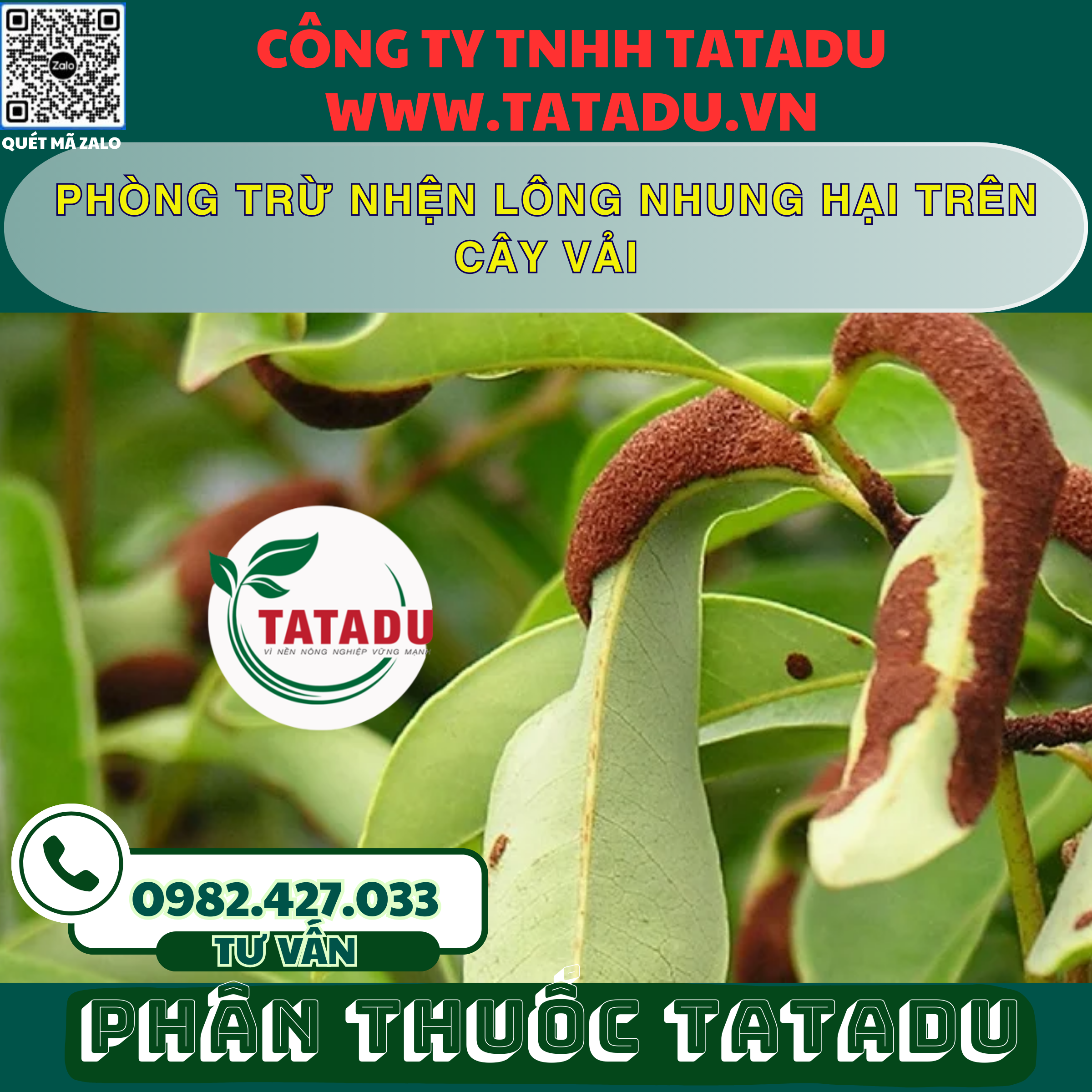 PHONG TRU NHEN LONG NHUNG HAI TREN CAY VAI PHONG TRU NHEN LONG NHUNG HAI TREN CAY VAI