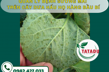 QUẢN LÝ BỆNH SƯƠNG MAI TRÊN CÂY DƯA HẤU HỌ HÀNG BẦU BÍ