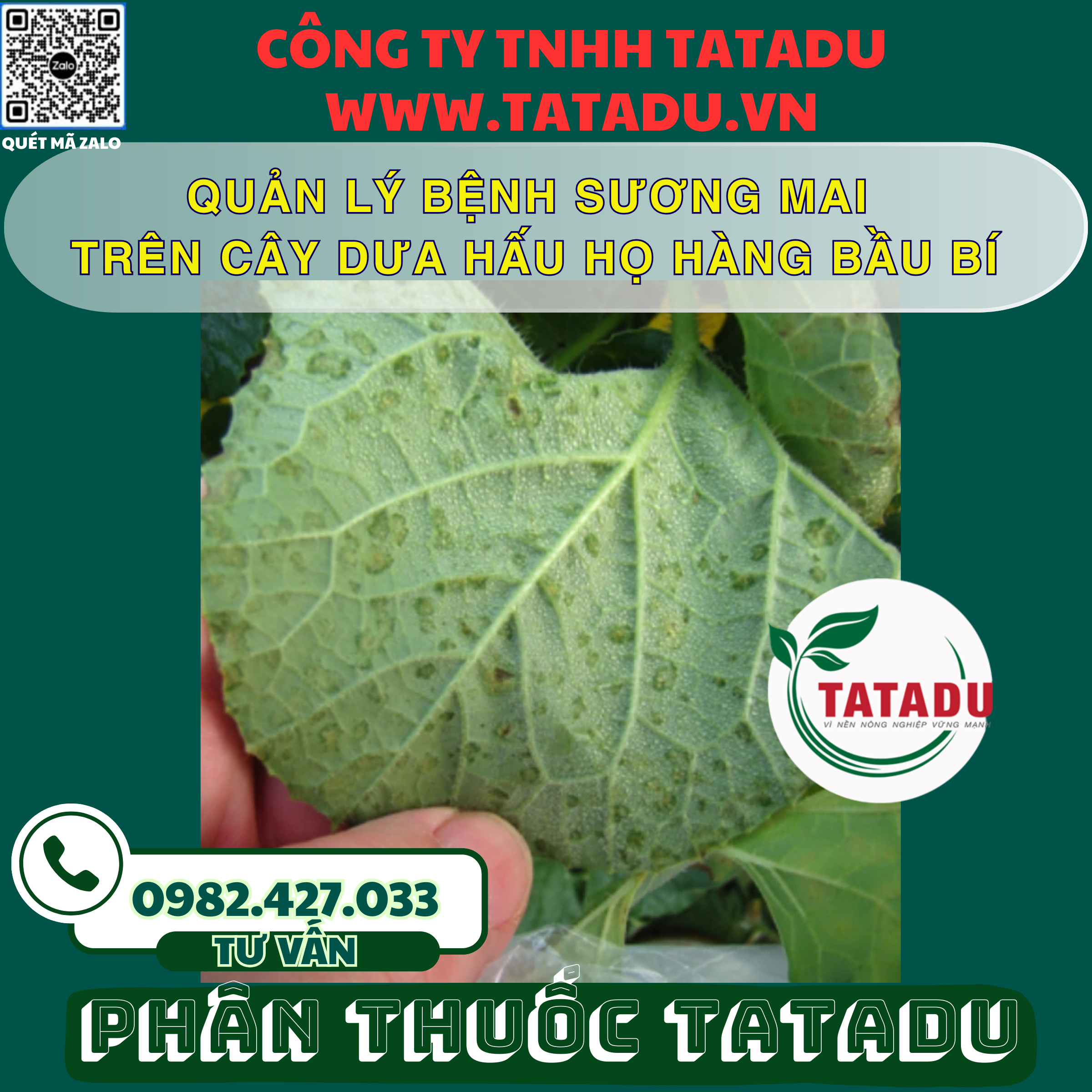 QUAN LY BENH SUONG MAI TREN CAY DUA HAU HO HANG BAU BI