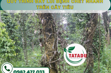 QUY TRÌNH ĐẨY LÙI BỆNH CHẾT NHANH TRÊN CÂY TIÊU