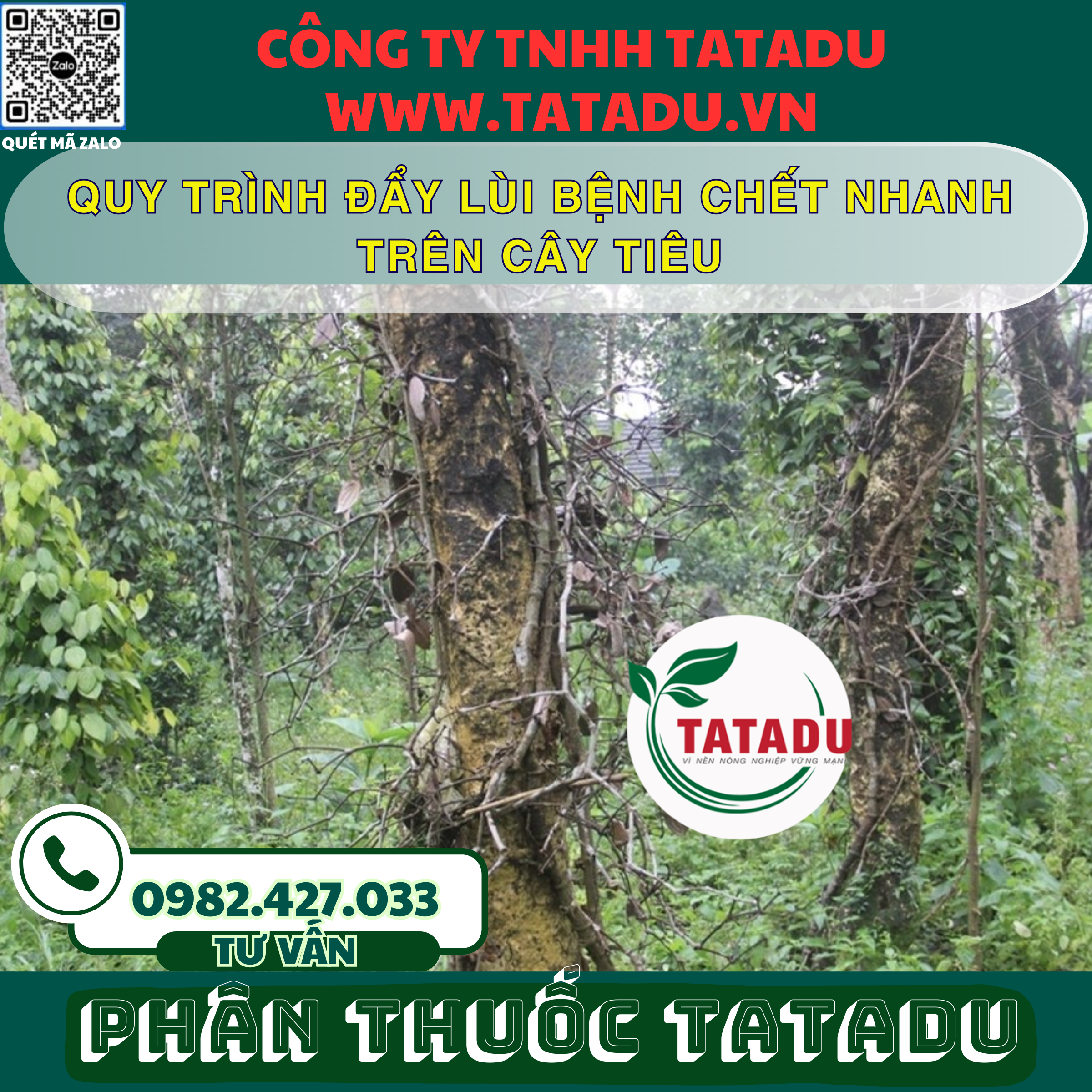 QUY TRINH DAY LUI BENH CHET NHANH TREN CAY TIEU