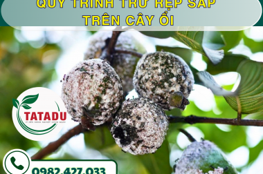 QUY TRÌNH TRỪ RỆP SÁP TRÊN CÂY ỔI – CÔNG TY TNHH TATADU